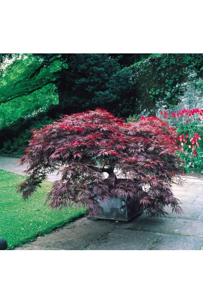 Клен віяловий Роял Гарнет